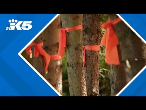 Shoreline weighs preserving trees with protecting people