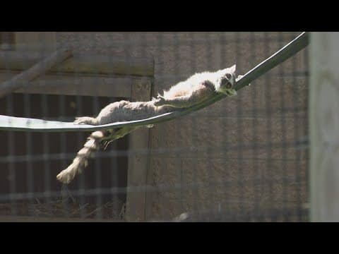 Suspects wanted for breaking into, vandalizing NOVA Wild Zoo