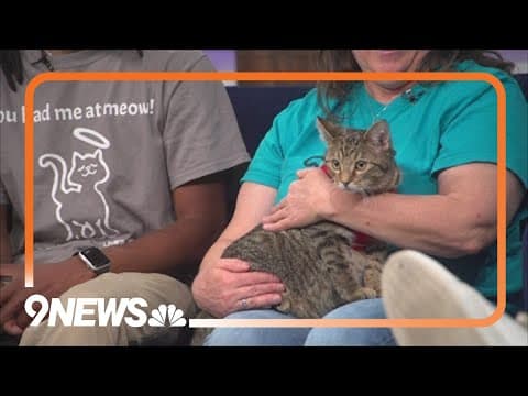 Pounce & Bounce fundraiser helps support cat adoptions