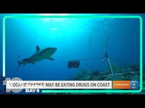 Remember 'cocaine bear?' Step aside for 'cocaine sharks'