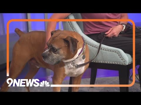 Carlton seeks forever home: Boxer available for adoption at Ho-Bo Care Boxer Rescue