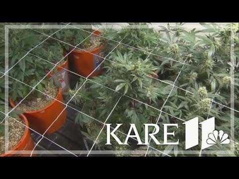 Biden administration plans to change federal rules on marijuana