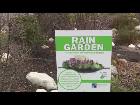 Rain gardens grow in popularity