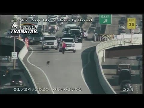 Drivers try to catch dog that stopped traffic on North Freeway