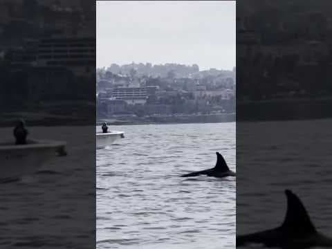 Killer whales spotted hunting dolphins in ocean near San Diego #whale #animals #sandiego
