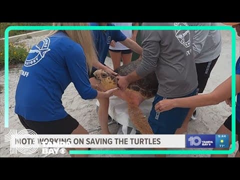 Mote Marine Laboratory & Aquarium conservation study is saving our turtles