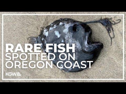 Rare deep-sea angler fish washes up on Oregon Coast