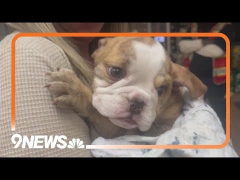 2 puppies stolen, 1 found, investigators still need help locating suspects
