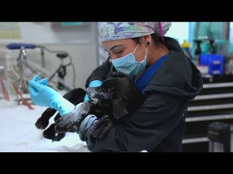 San Diego Humane Society faces $3.5M cut in mayor's draft budget