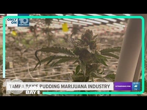 An inside look at the Tampa Bay area's budding medical marijuana industry