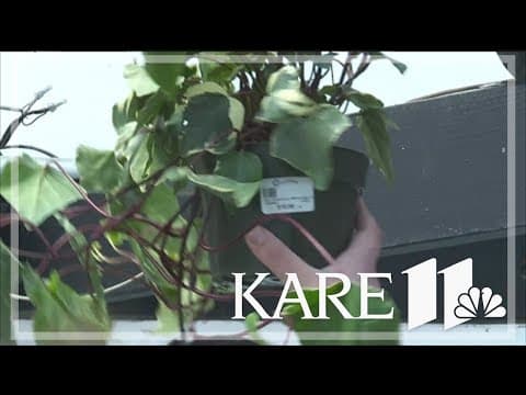 Minnesotans yearn for more color this Spring