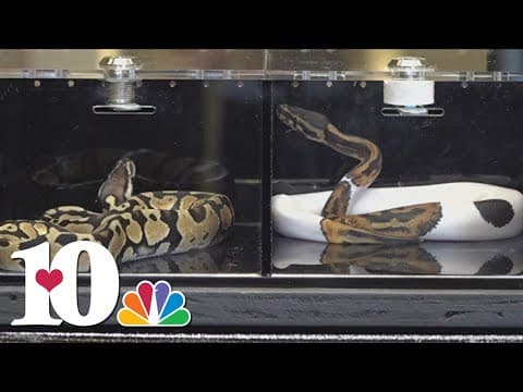 Repticon debunking myths surrounding reptile ownership with fun event