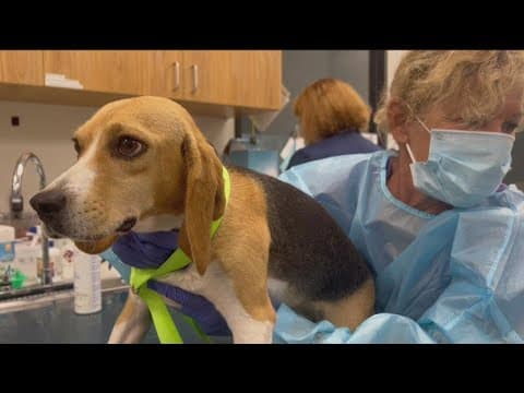 43 rescued beagles will be up for adoption at Helen Woodward Wednesday