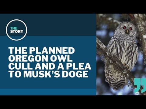 Oregon lawmakers call on Elon Musk, DOGE to stop planned culling of invasive barred owls