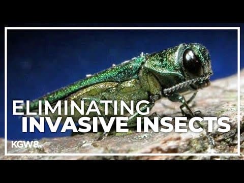 Oregon testing new method to eliminate invasive insect without compromising air quality