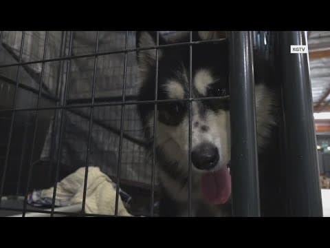 California wildfires: Adoptable pets from California shelters heading to North Texas