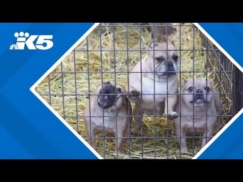 Owner of dozens of animals seized from Roy property gets two of their dogs back