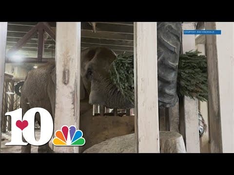 Zoo Knoxville taking Christmas tree donations for its animals