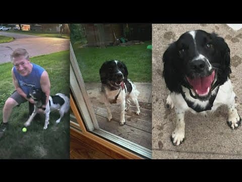 Alicia Lewis rescues a pup in need, and meets the mayor of Plymouth in the process