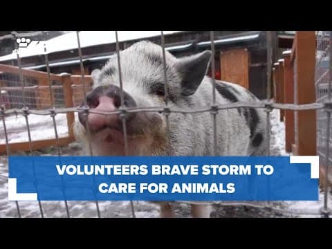 Volunteers walk nearly an hour in ice storm to care for animals at sanctuary