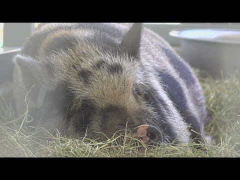 Rescued animals find new home at Lions Tigers and Bears Sanctuary in Alpine