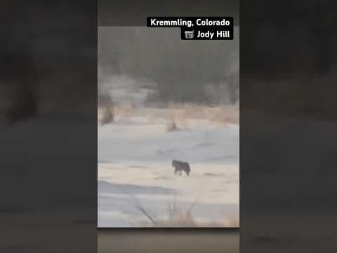 Wolf recorded running on side of Colorado road