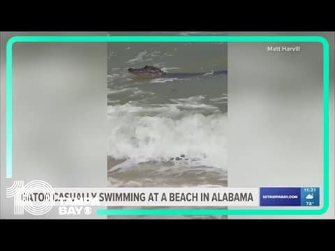 Just chilling: Alabama beachgoers spot big gator relaxing in the surf