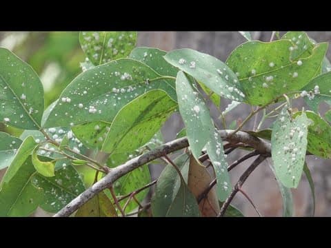 Lerp infestation raises concerns about fire hazards in Scripps Ranch