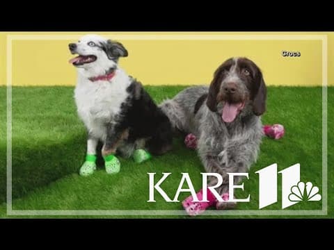 Crocs for dogs sell out fast