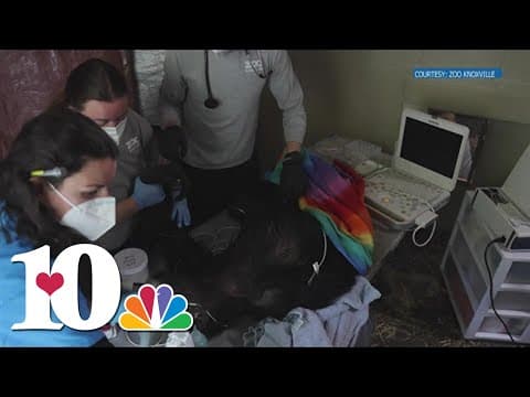 Zoo Knoxville chimps receive new heart monitors