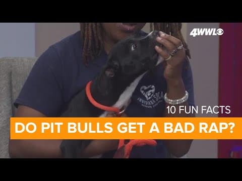 10 fun facts about Pit Bull dogs who often get a bad rap