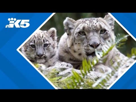 Seattle's Woodland Park Zoo mourns matriarch snow leopard Helen