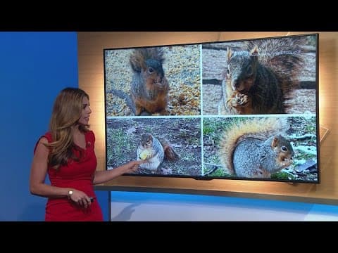 CSU's Fat Squirrel Week enters final round