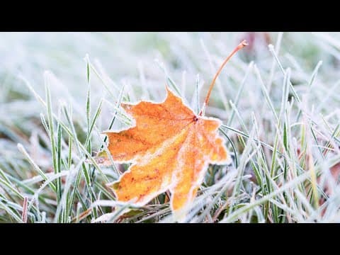 How frost forms | Doppler 10 Futurecasters