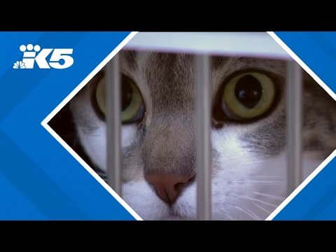 Humane Society for Tacoma & Pierce County offers 'name your price' promotion amid overcrowding at sh