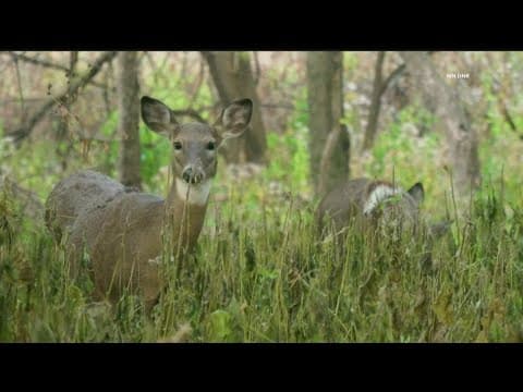 Fewer hunters, CWD and warm temperatures impact upcoming deer opener