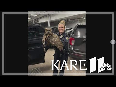 Coon Rapids owl rescue ends with sadness