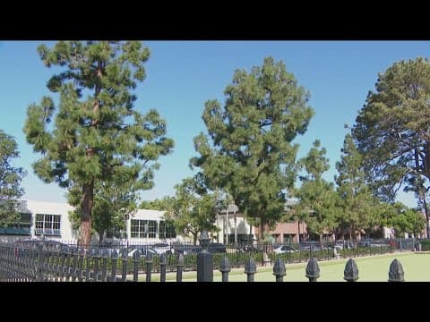 Pine trees survive another day in Coronado lawn bowler lawsuit