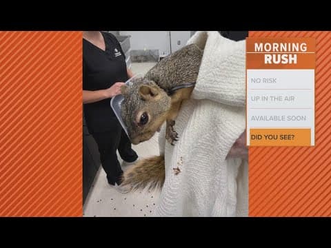 Animal Services asks for help after a squirrel was found with a zip tie on its neck