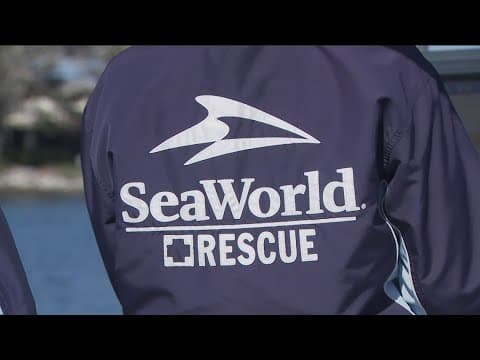 More to SeaWorld: A behind-the-scenes peek at SeaWorld's rehabilitation and rescue efforts