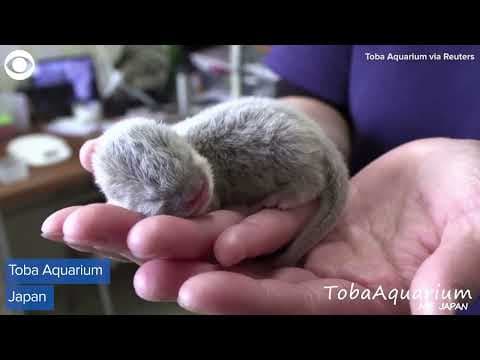 2 otters born at aquarium in Japan