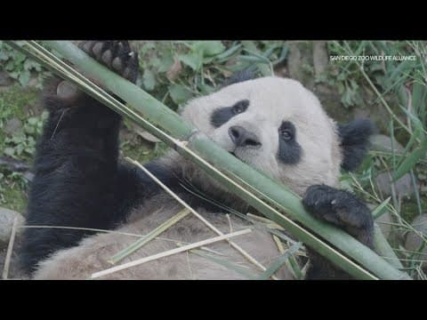 Yun Chuan and Xin Bao | Here’s a look at the giant pandas’ favorite food