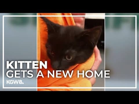 Kitten found inside wheel well of search and rescue vehicle