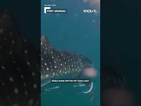 Whale shark spotted off Texas coast #shortvideo #shortsvideo #short #shorts