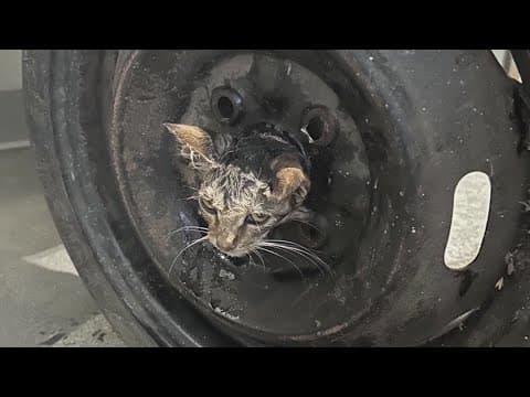California firefighters rescue cat stuck inside spare tire