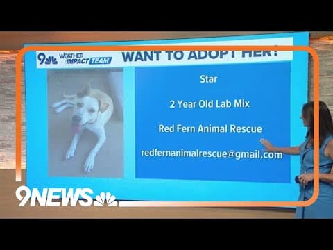 Furcast | Sweet lab-mix needs a forever home