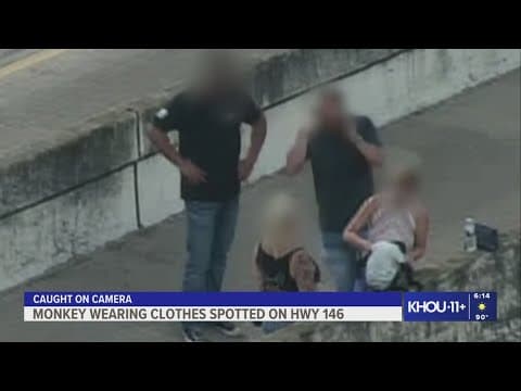 Monkey wearing clothes spotted on freeway in La Porte area