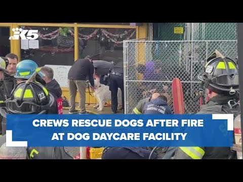 Crews rescue dogs after fire at Seattle dog daycare facility