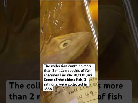 Scripps Institution of Oceanography’s Marine Vertebrate collection