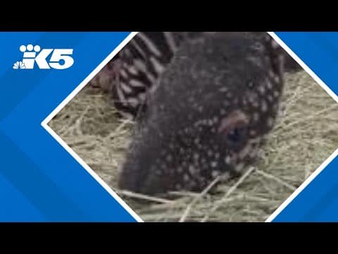 Second Malayan tapir calf in 120 years born at Tacoma's Point Defiance Zoo & Aquarium